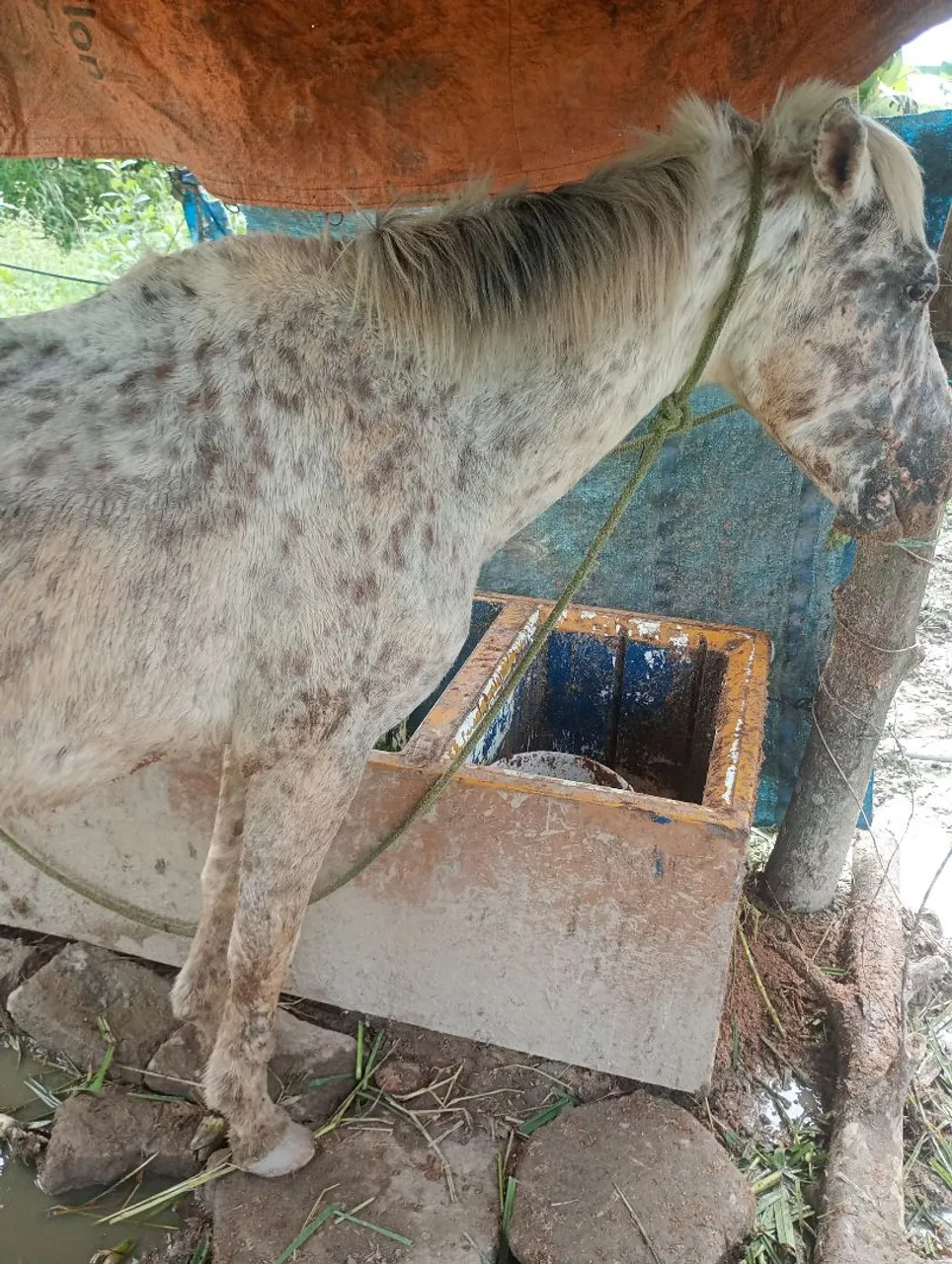 Égua raça apaluza com uma pordinha alazan com macha picada a mãe boa de carroça