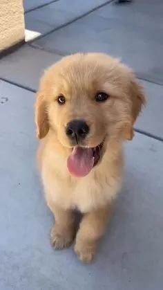 Filhote de Golden Retriever super fofo