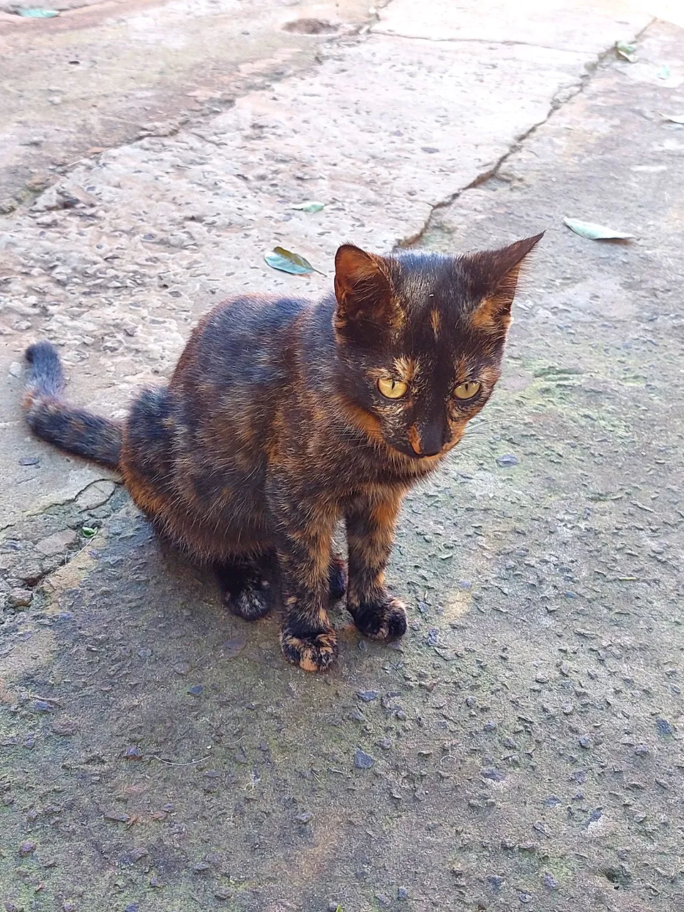 Gato preto macho