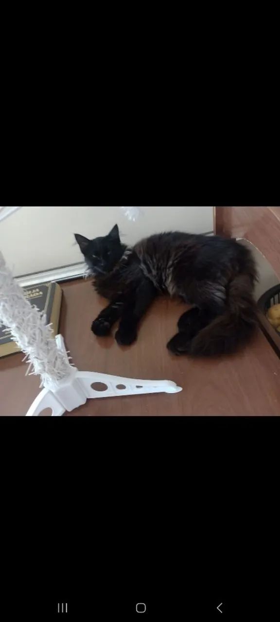 Doa se macho adulto de mestiça a perça - Foto 2