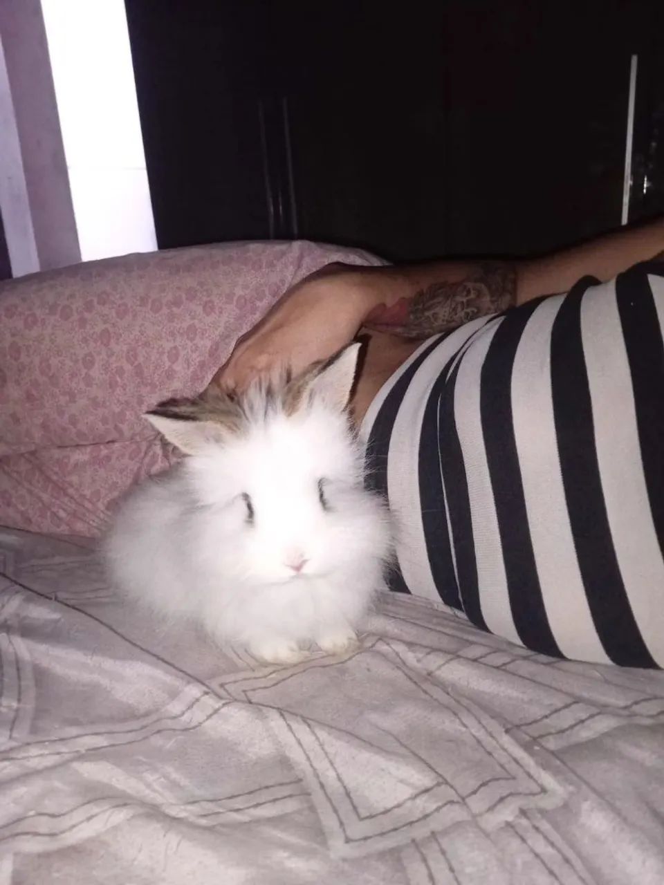 Coelho Mini Lion e Mini Lop   - Foto 2