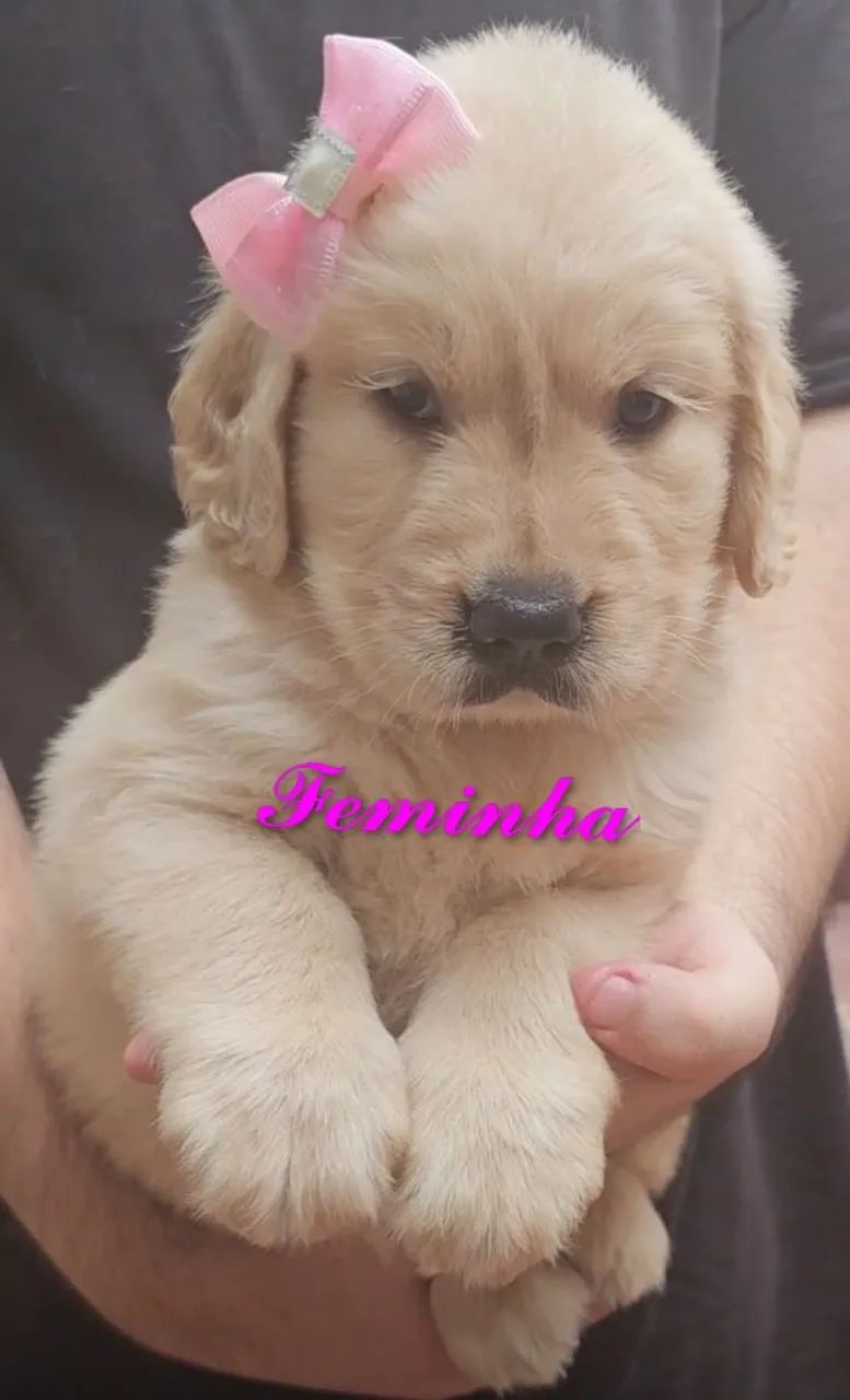 PRONTOS PARA ENTREGA Filhotes de Golden Retriever  - Foto 4
