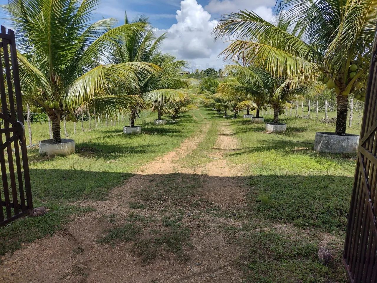 Vendo chácara  com produção  - Foto 3