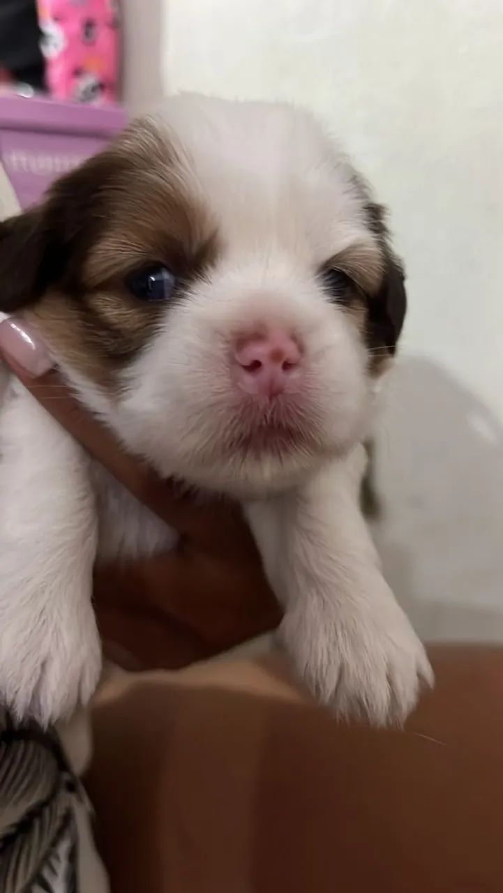 Fofinhos lhasa Apso  - Foto 2