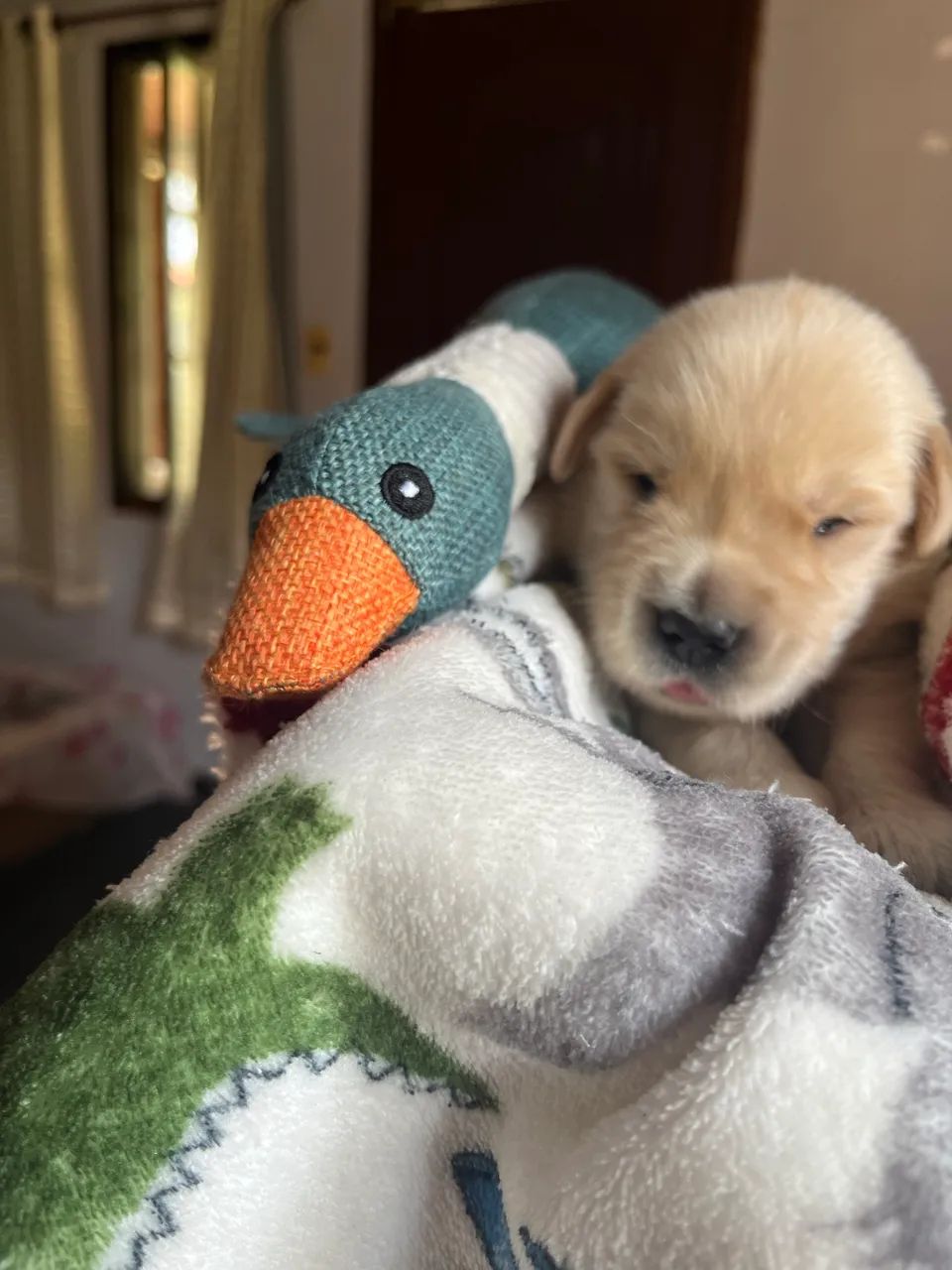 Golden Retriever - Foto 4
