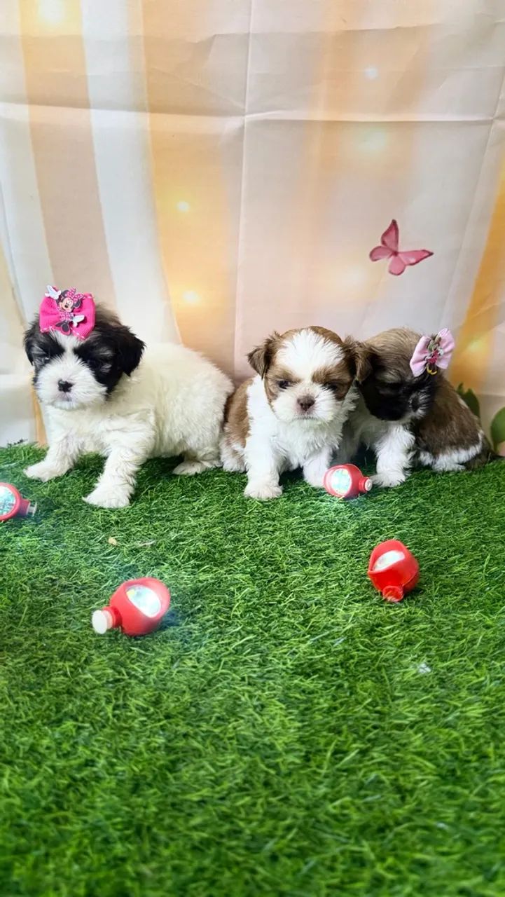 Shitzu mini 