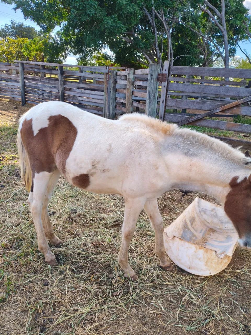 Égua e potro a venda - Foto 3