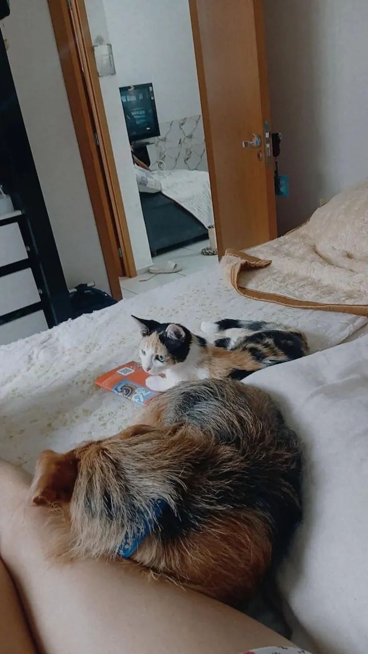 Doa-se Gato e Cachorro. - Foto 4