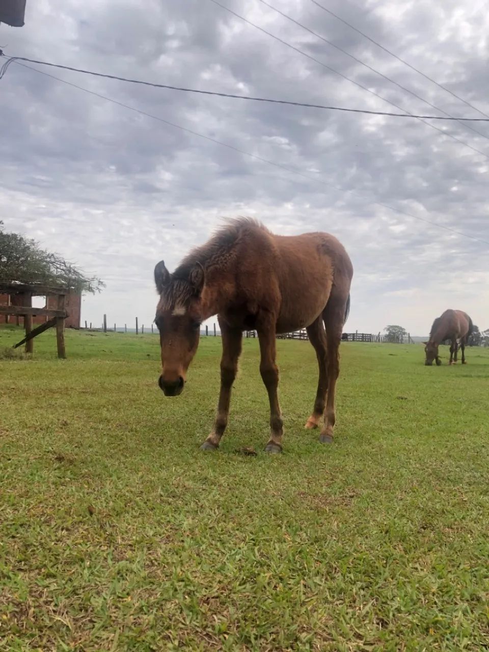 Potra petiça  - Foto 4