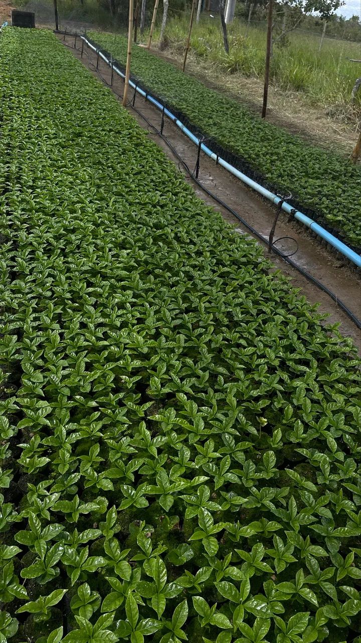 Mudas de café Arara e 144