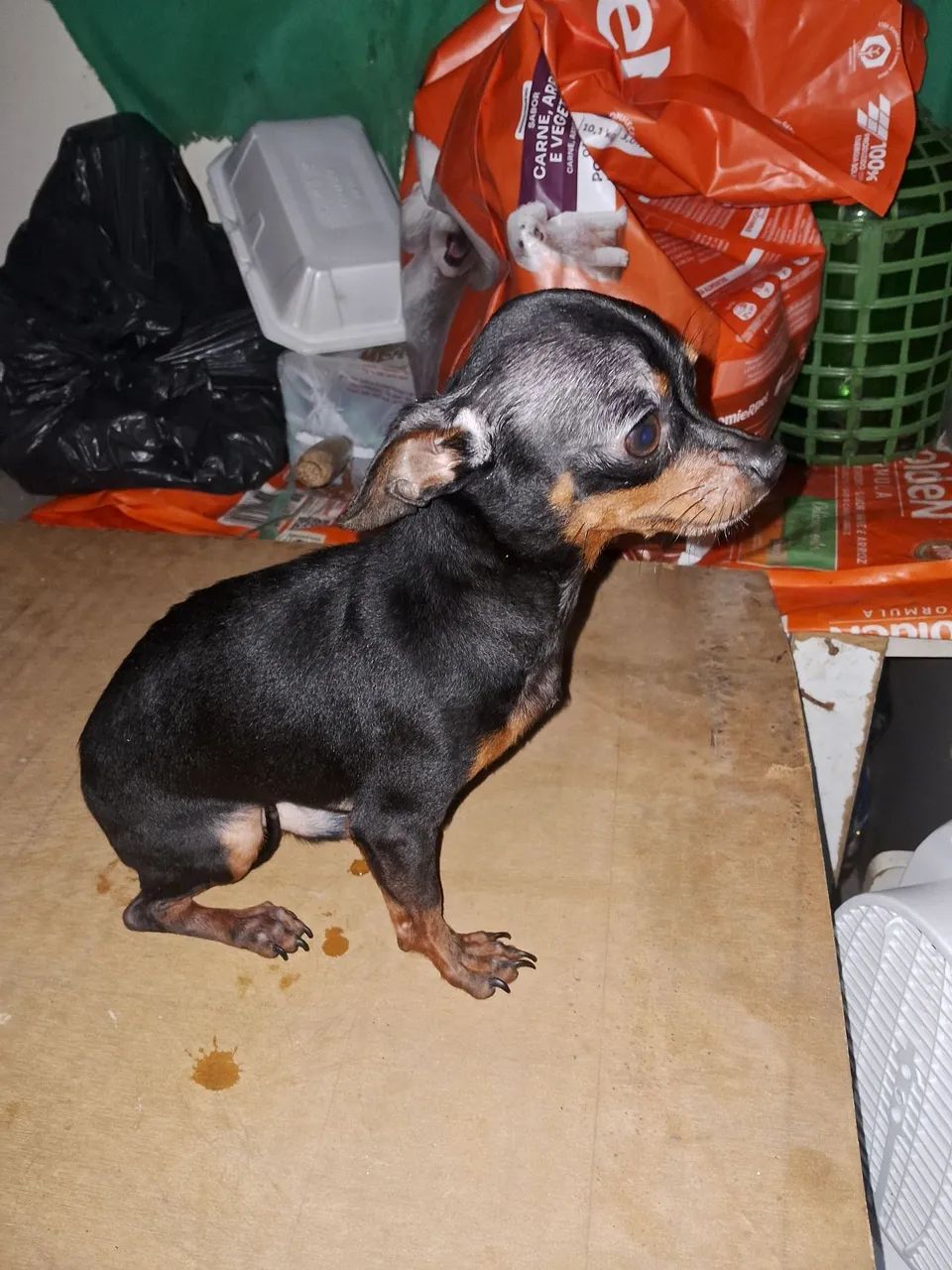 Animal de estimaçao  - Foto 5