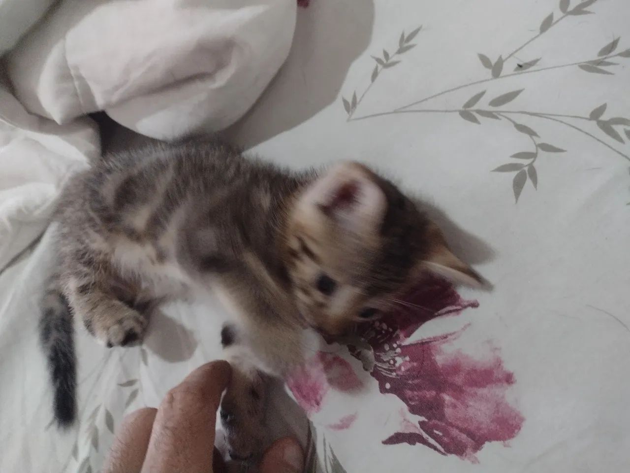 Doação de gatinhos macho e fêmea ZAP * - Foto 3