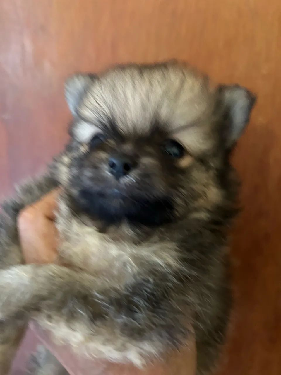 Spitz alemão filhote  - Foto 4