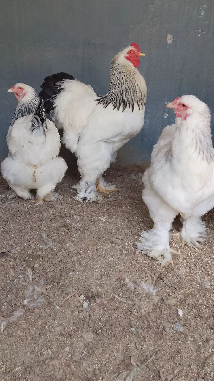 Brahma light 