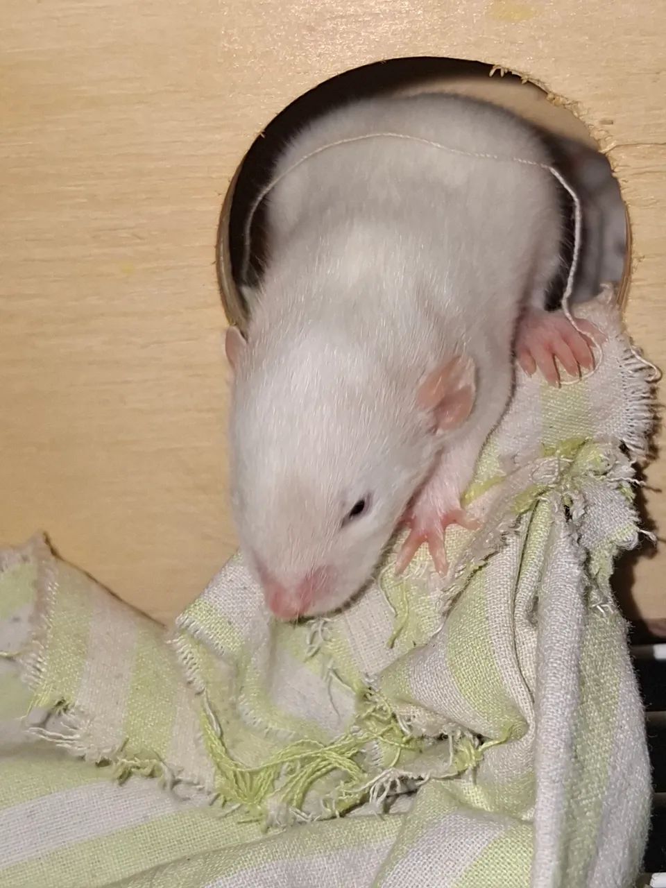 rato Twister  - Foto 6
