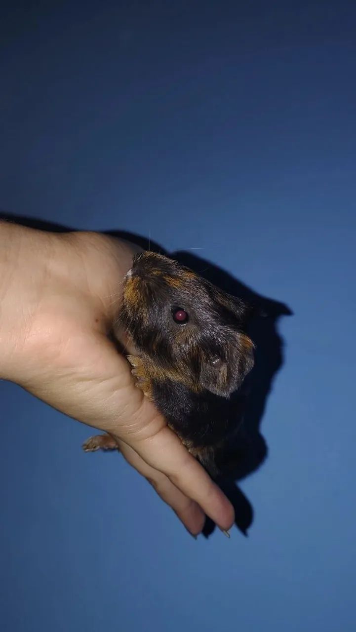 Porquinho da índia  - Foto 2