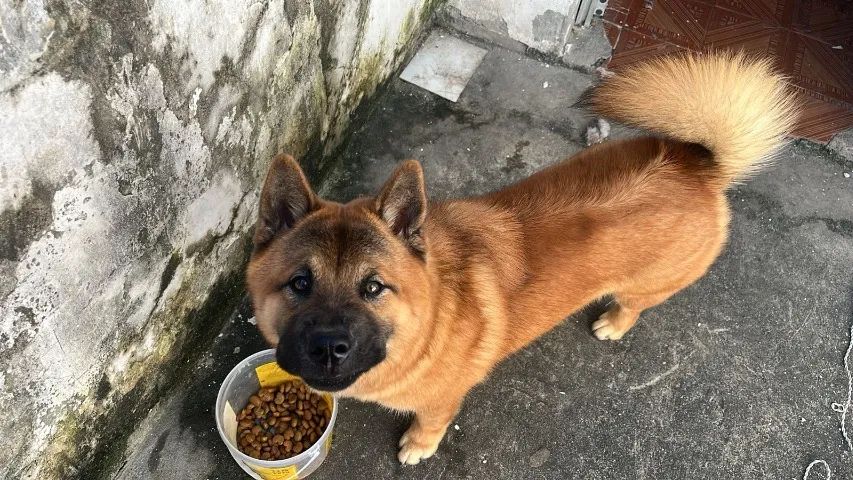 Chow Chow  - Foto 4