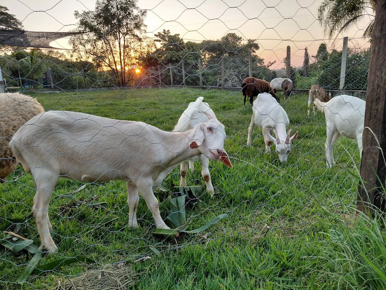 Dois Cabritos Macho para venda  - Foto 3