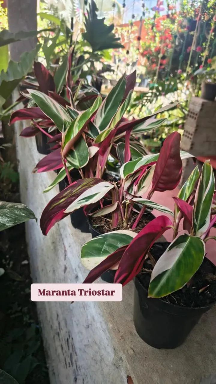 Plantas Adaptadas e substrato Premium  - Foto 5