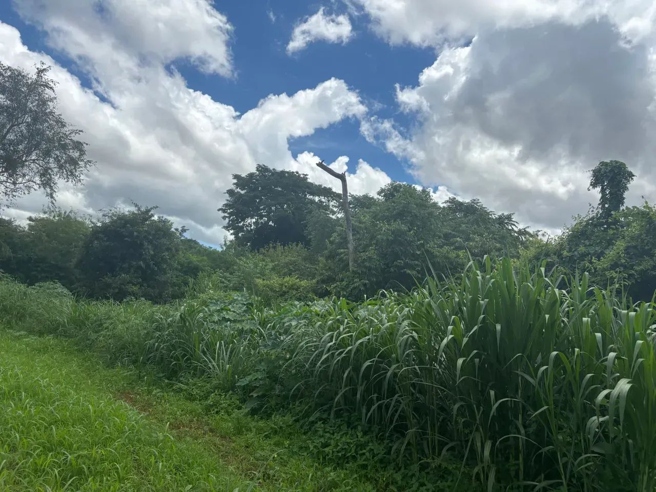 Chacara em Goianira-Go - Foto 4