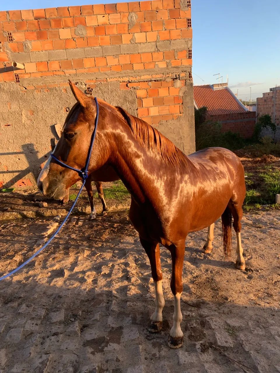 Cavalo de macha batida  - Foto 5