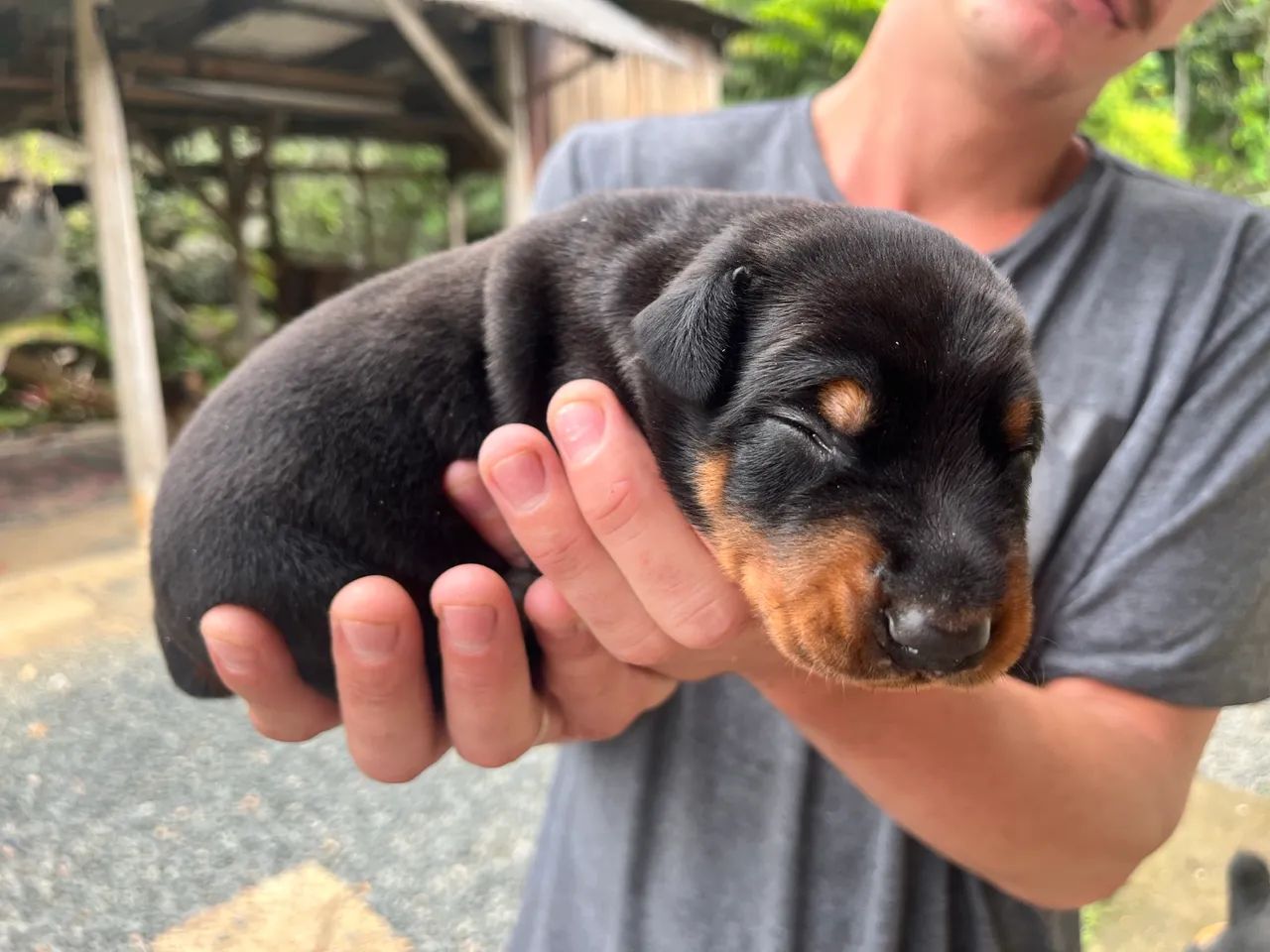 Filhote de Doberman - Foto 5