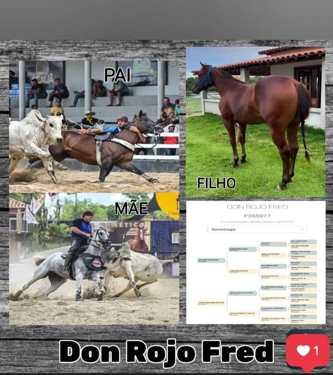 Vendo, Cavalo correndo de esquerda  - Foto 5
