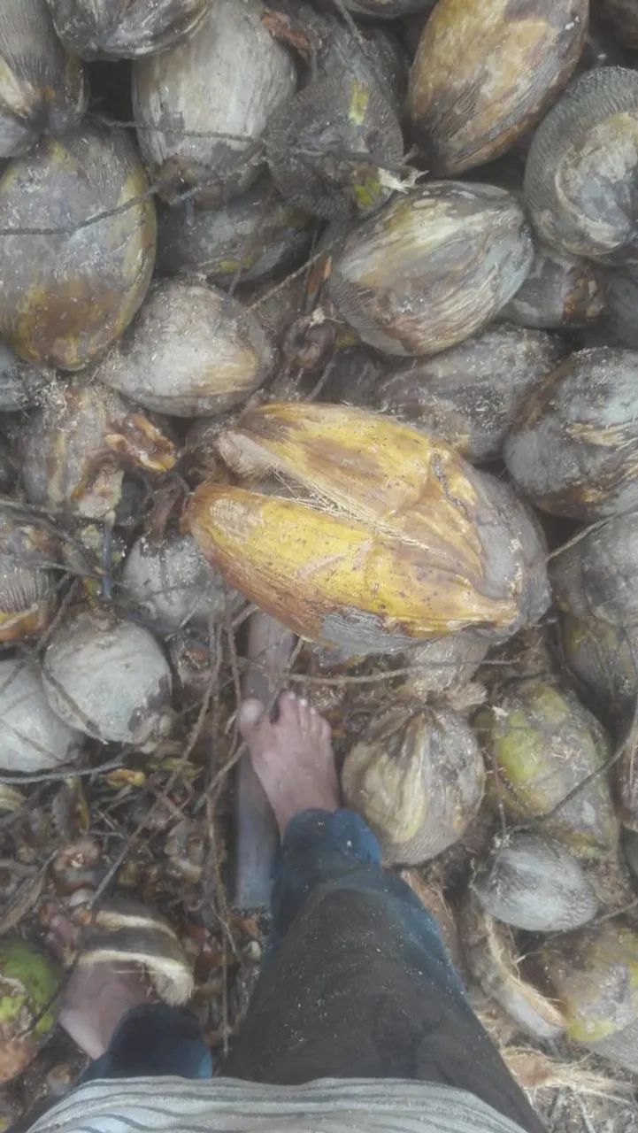 Limpeza de per de coco 