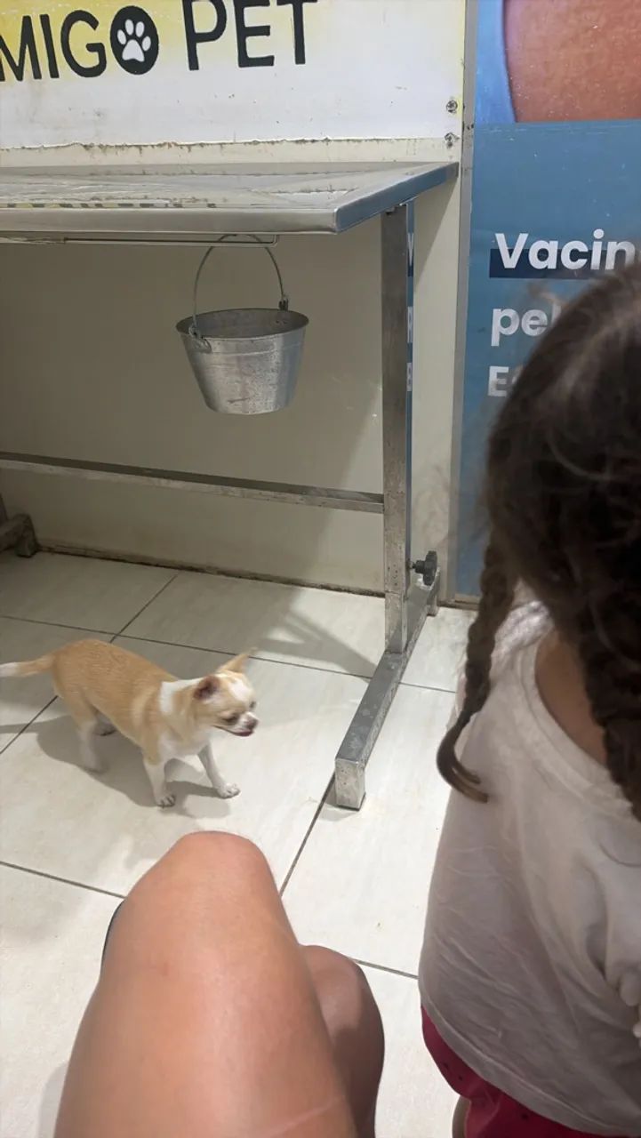 Cachorro - Foto 5