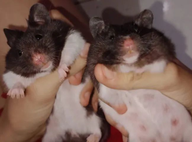 Casal de Hamsters