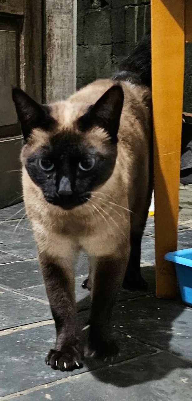Gata para adoção - Foto 2