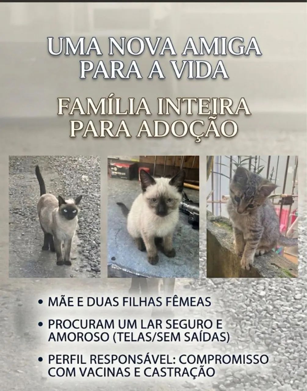 Gatinhas para adoção 