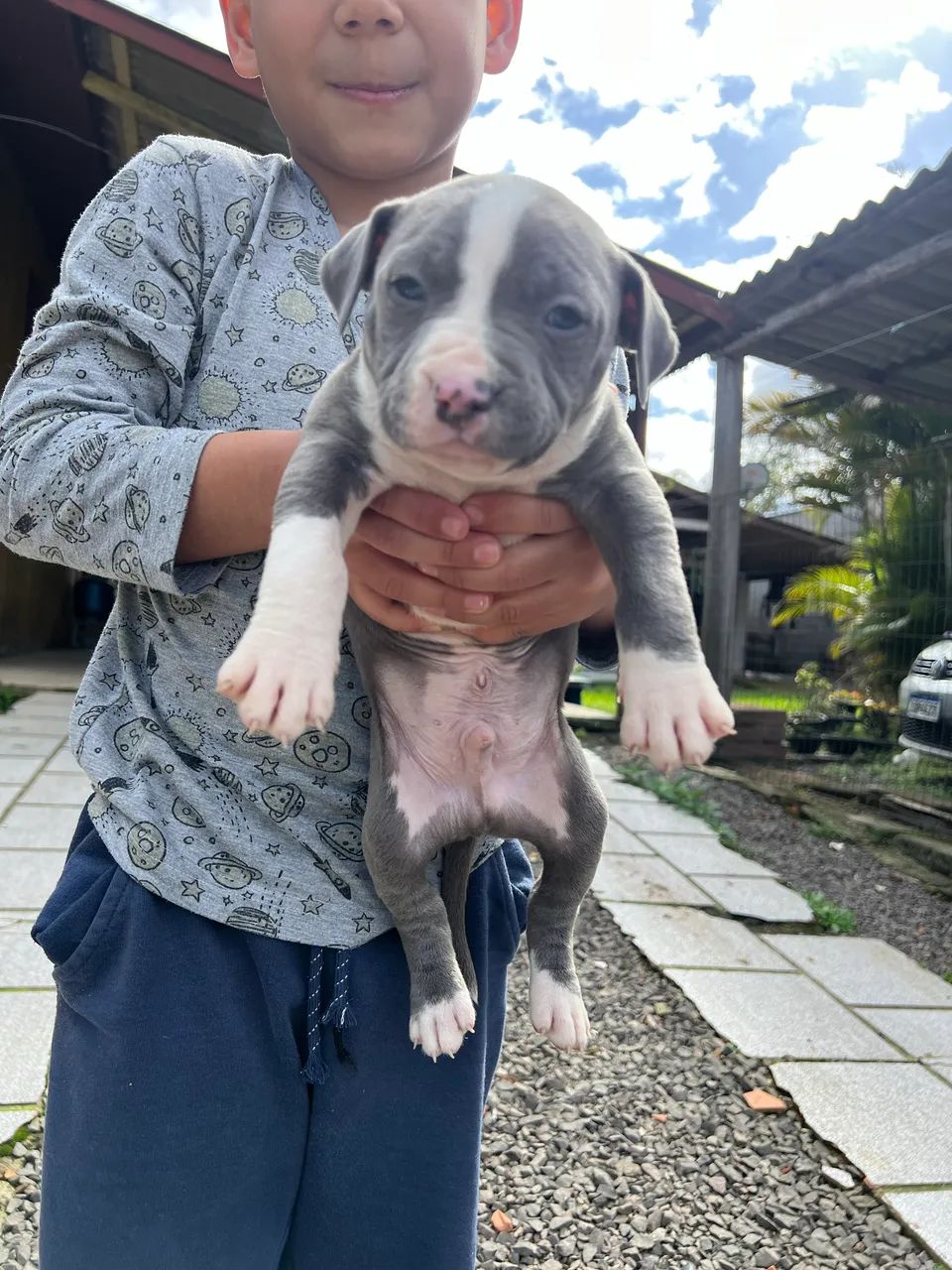 Filhotes pitbull  - Foto 5