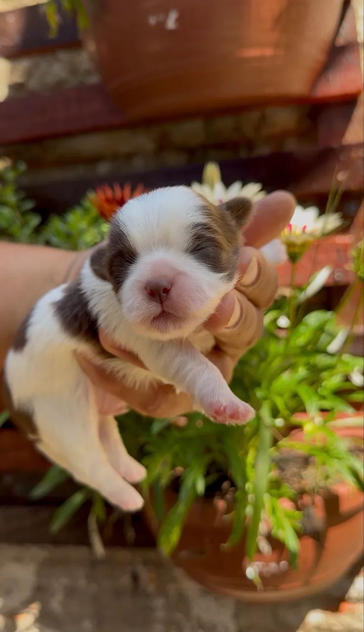 Shihtzu macho - Foto 2
