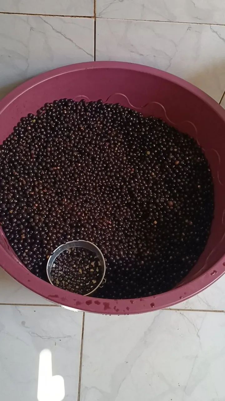 Vende-se Poupa de Açaí orgânicos 15 reais  - Foto 4