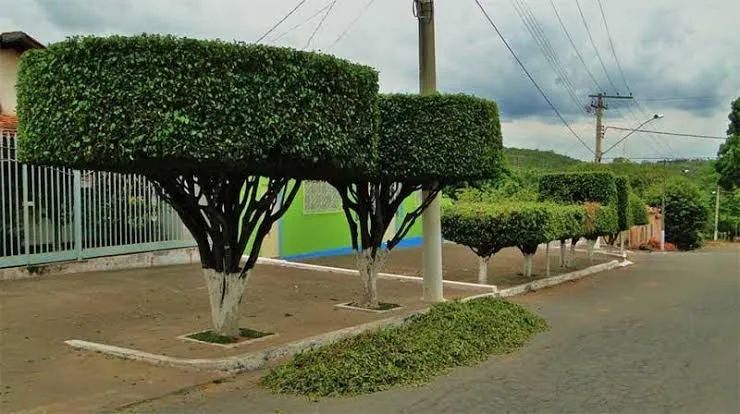 Jardinagem profissional  - Foto 4