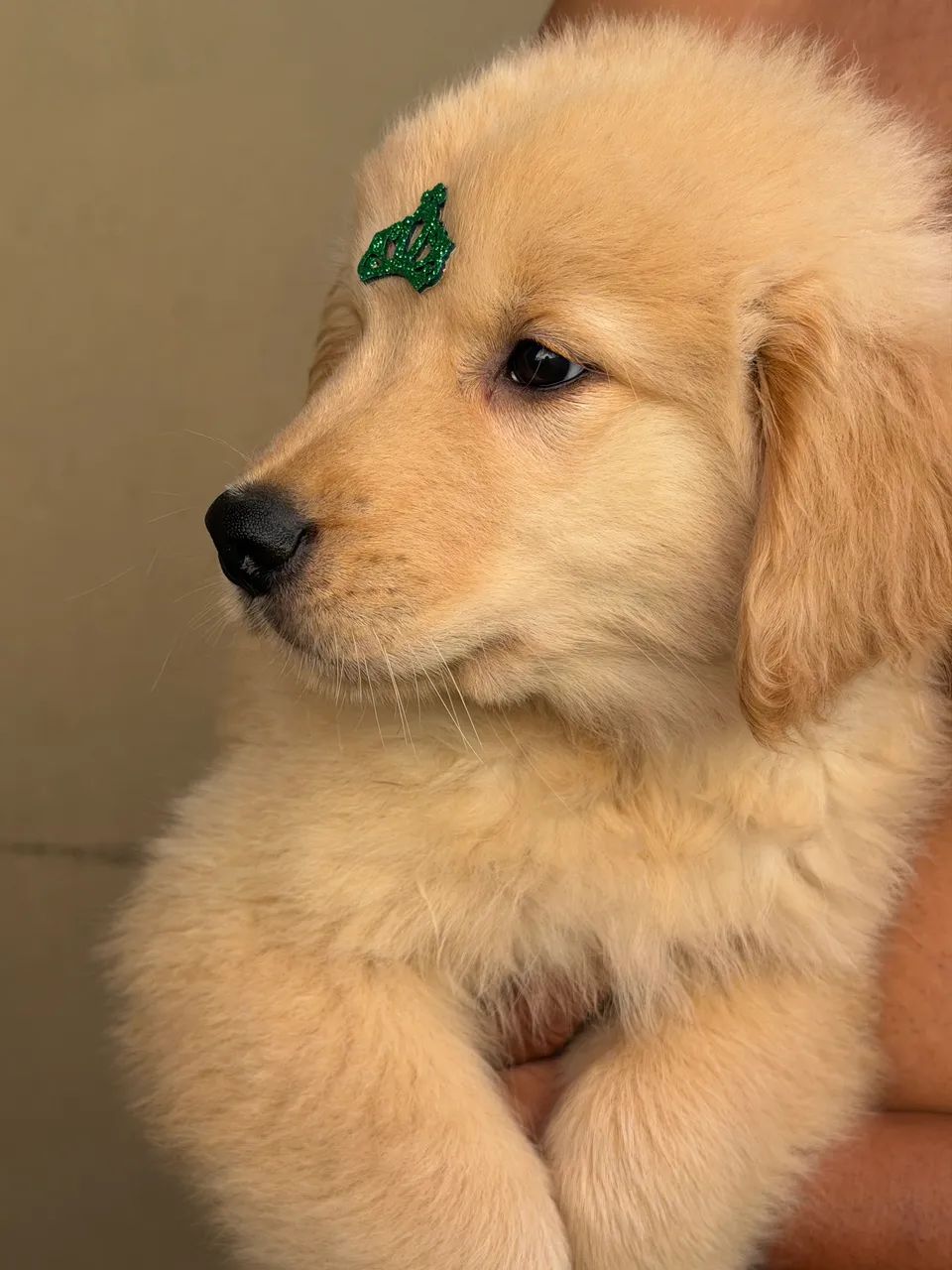 Golden retrivier  - Foto 3