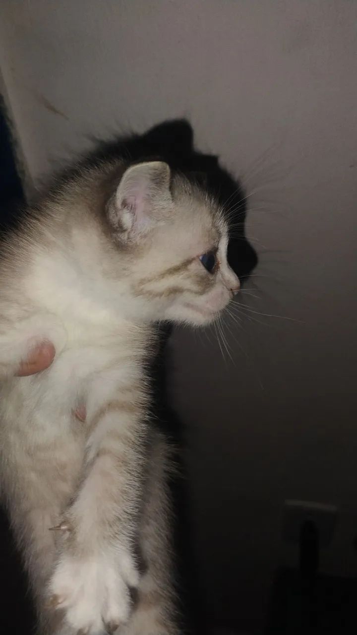 Gatinhos super fofos e alegres. - Foto 3