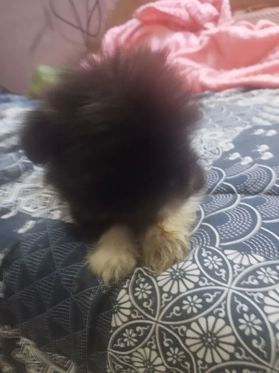 Shitzu com lulu  - Foto 4
