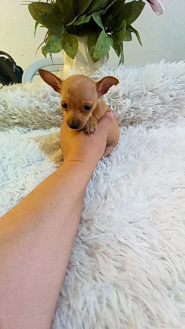 Pinscher zero machinho( 2 meses) - Foto 3