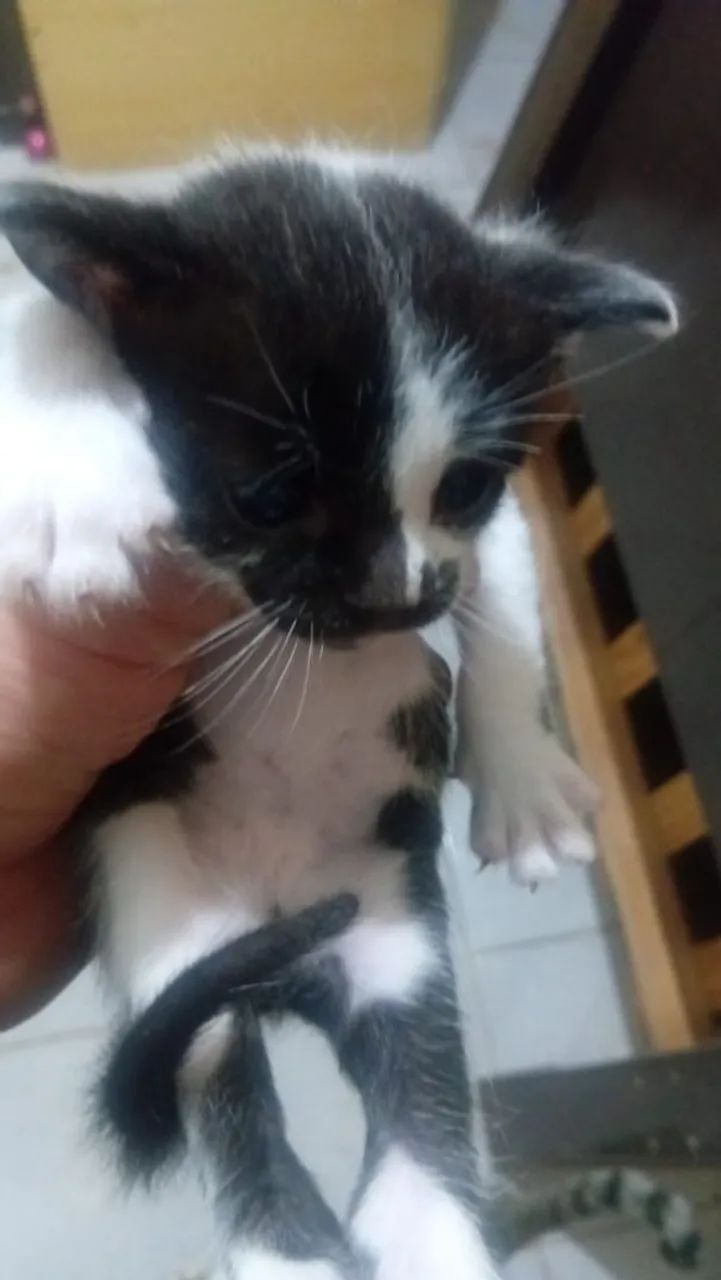 Gatinhos fofos para doação  - Foto 5