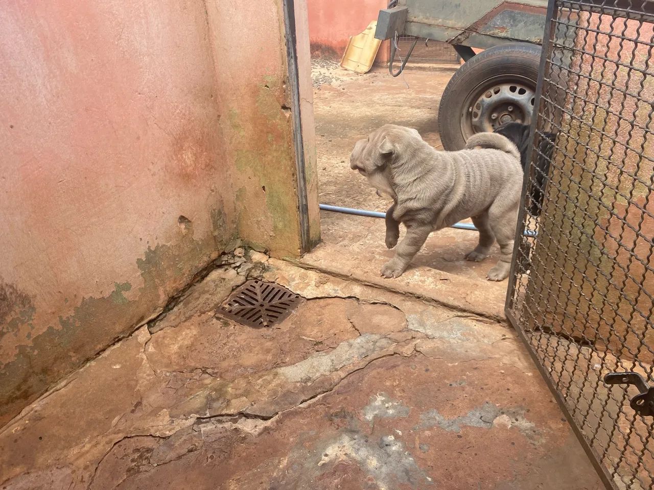 Shar pei