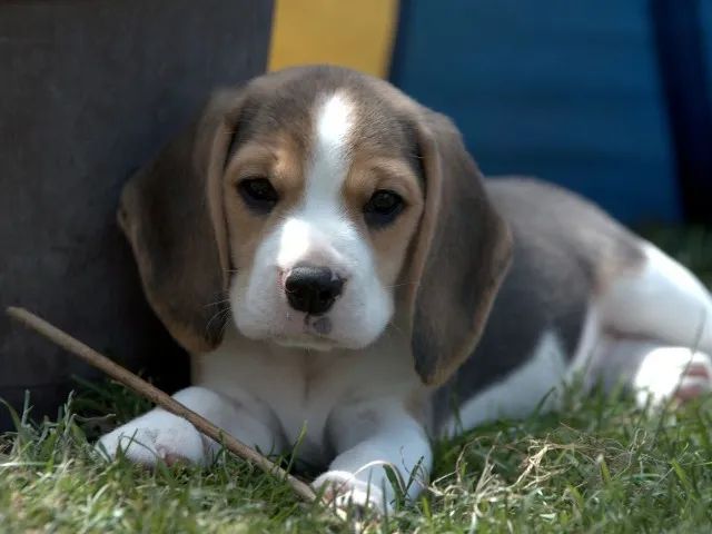 Filhotes de Beagle | Filhotes que encantam qualquer um