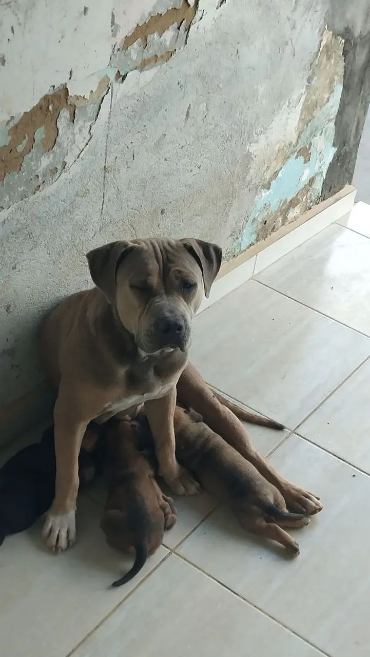 Cachorros  - Foto 4