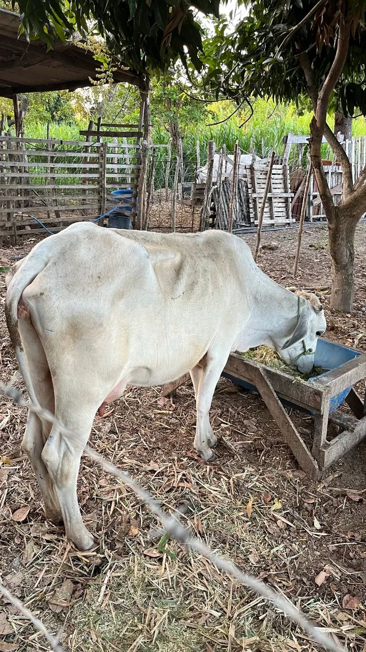 VACA PARIDA  - Foto 2