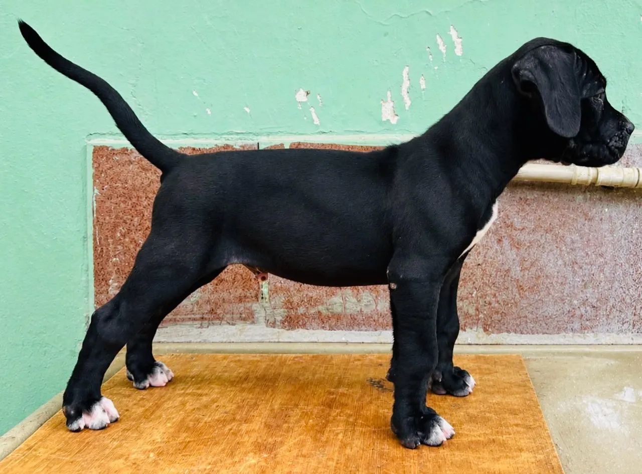 Cane Corso Italiano  - Foto 4
