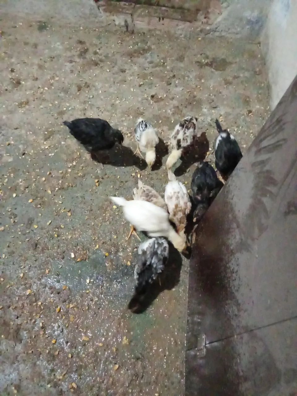 Franguinhos caipira com índio  - Foto 3