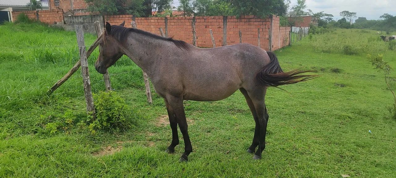 Potra quarto de milha com mangalarga  - Foto 2