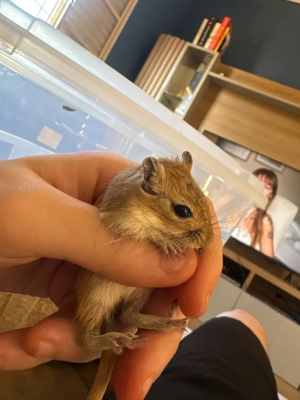 Vendo filhote de Gerbil agouti macho 