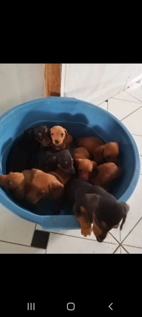 Darchshund ( salsicha) - Foto 4